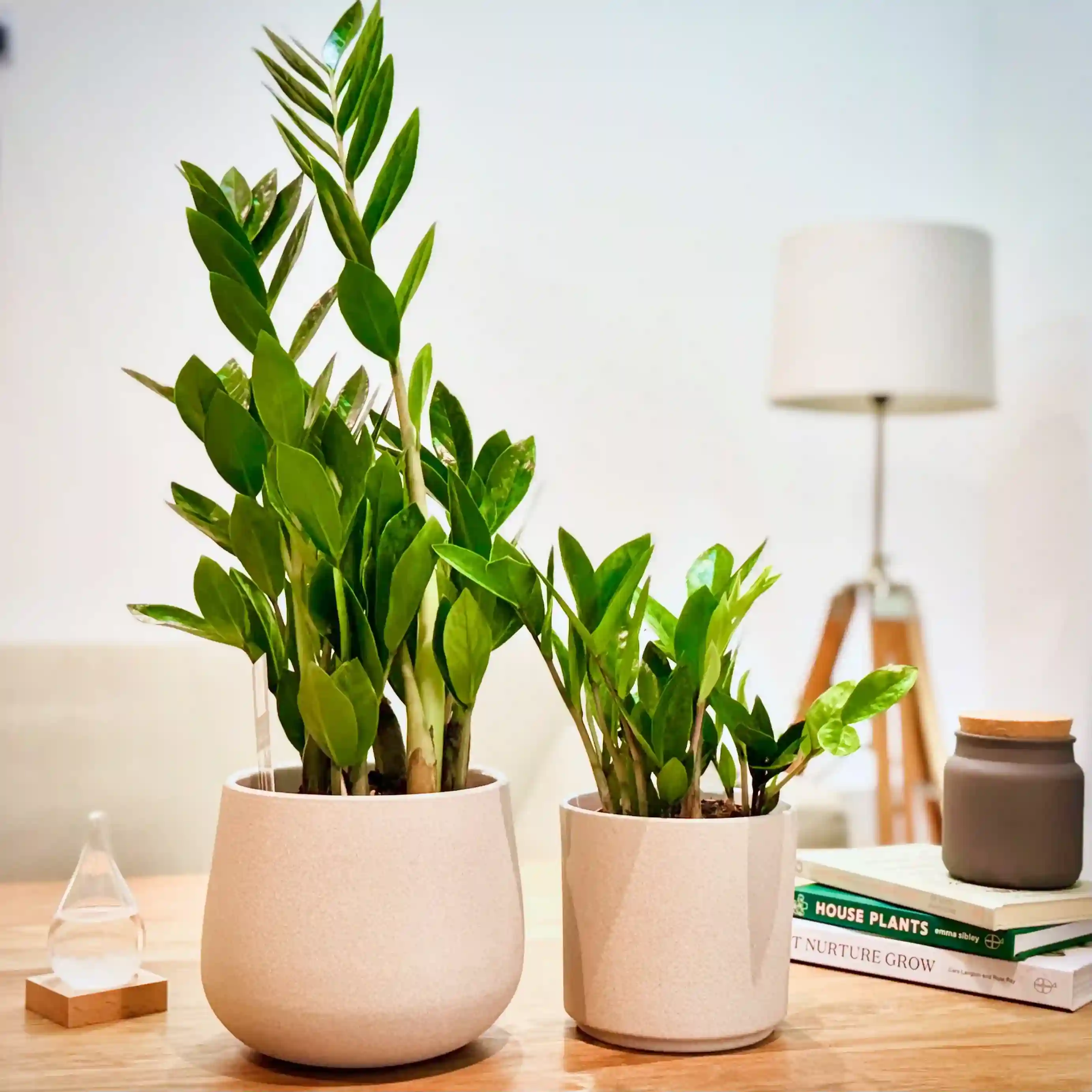 Zamia Zamiifolia Plant